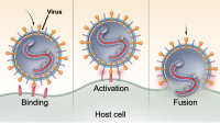 image of viral entry